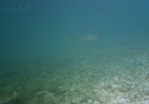 06-Torri-del-Benaco