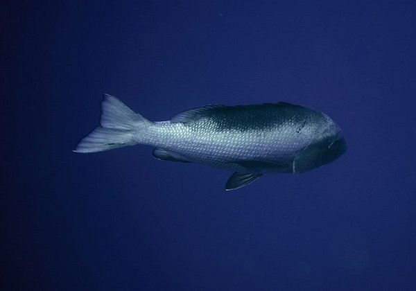 Shark-Reef-Yolanda