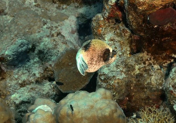 10-Sharm-El-Sheikh