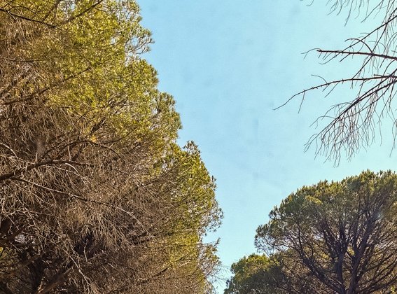 toscana