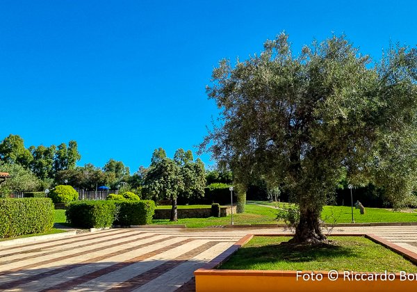 Cala-Ginepro-Eucalypstus